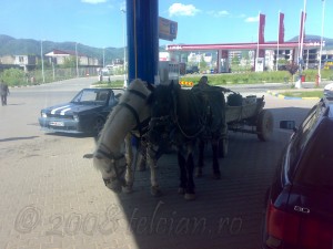 Calul-alimenteaza-Telcian.ro-
