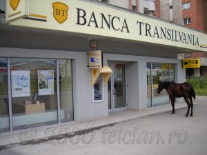 Calul-la-Banca-Transilvania-1-Telcian.ro-
