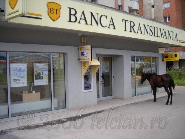 Calul-la-Banca-Transilvania-1-Telcian.ro-