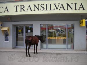 Calul-la-Banca-Transilvania-2-Telcian.ro-
