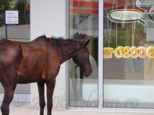 Calul-la-Banca-Transilvania-3-Telcian.ro-