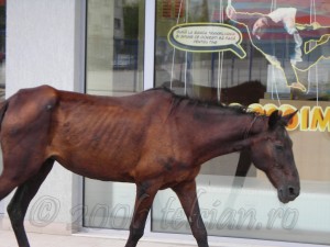 Calul-la-Banca-Transilvania-4-Telcian.ro-