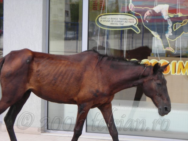 Calul-la-Banca-Transilvania-4-Telcian.ro-