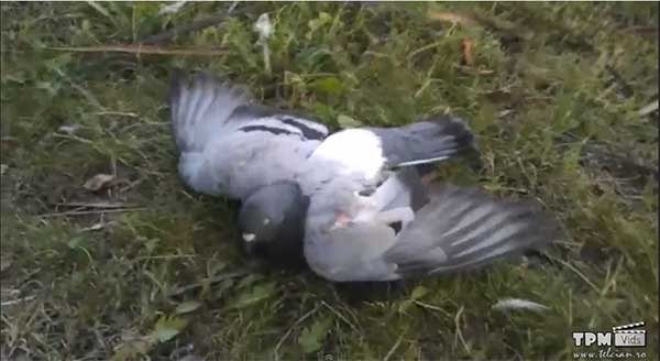 Agonia unui porumbel